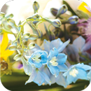 Flower rainbow. Live wallpaper APK