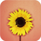 Single flower. Live wallpapers أيقونة