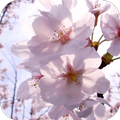 Delicate blossoms. Wallpapers
