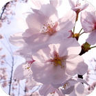 Delicate blossoms. Wallpapers ikona
