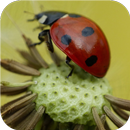 Dandelions. Live wallpapers APK