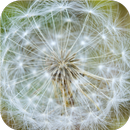 Windy head. Live wallpapers APK