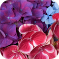 American flowers HD wallpapers
