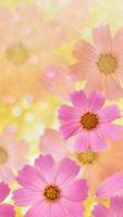 Pink dreams. Flower wallpaper 스크린샷 3