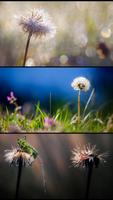 2 Schermata Stranger dandelions. Wallpaper