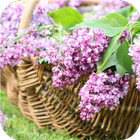 Purple flower holidays. HD LWP icon