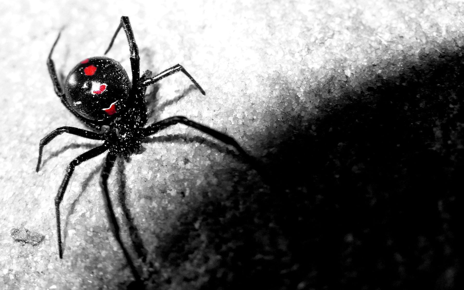 У какого паука черная паутина. Каракурт паук. Паук белый Каракурт. Каракурт паутина чёрная. Чёрная вдова паук паутина.