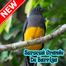 Cantos De Surucua Grande Mp3-APK