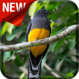 Canto De Surucuá Grande De Barriga Amarela