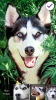 Siberian Husky Dog Lock Screen AppLock Security স্ক্রিনশট 2