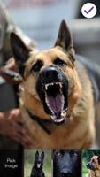 German Shepherd Wallpaper PIN Lock Screen Password capture d'écran 2