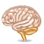 Brain Games - Brain Trainer icon