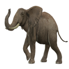 elefante pg realidad aumentada icon