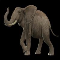 elefante pg realidad aumentada screenshot 3