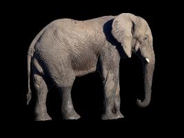 elefante pg realidad aumentada screenshot 1