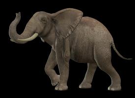 elefante playera de colores RA screenshot 1