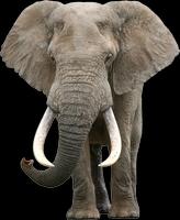 Elefante Playera Gris RA 스크린샷 1