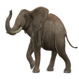 Elefante Realidad Aumentada