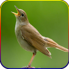 Kicau Suara Burung Sikatan Londo MP3 icône