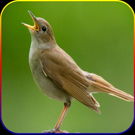 Kicau Suara Burung Sikatan Londo Mp3 For Android Apk Download