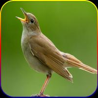 Kicau Suara Burung Sikatan Londo MP3 imagem de tela 3