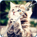 Cat Zip Screen Lock Custom APK