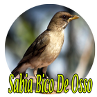 Cantos Sabia Bico De Osso icône