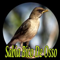 Cantos Sabia Bico De Osso Affiche