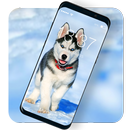 APK White And Black Siberian Husky