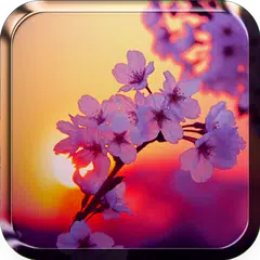 Sakura Live Wallpaper APK download
