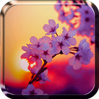 Sakura Live Wallpaper আইকন
