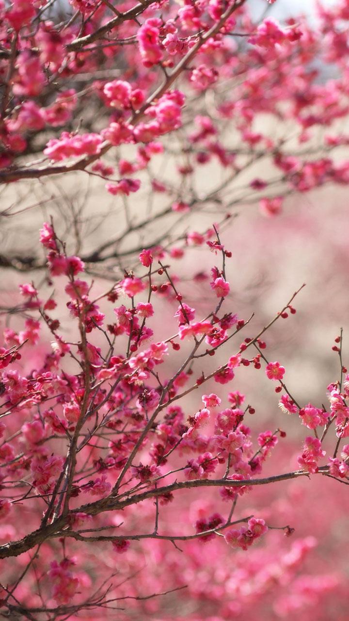 Sakura Live Wallpaper For Android APK Download