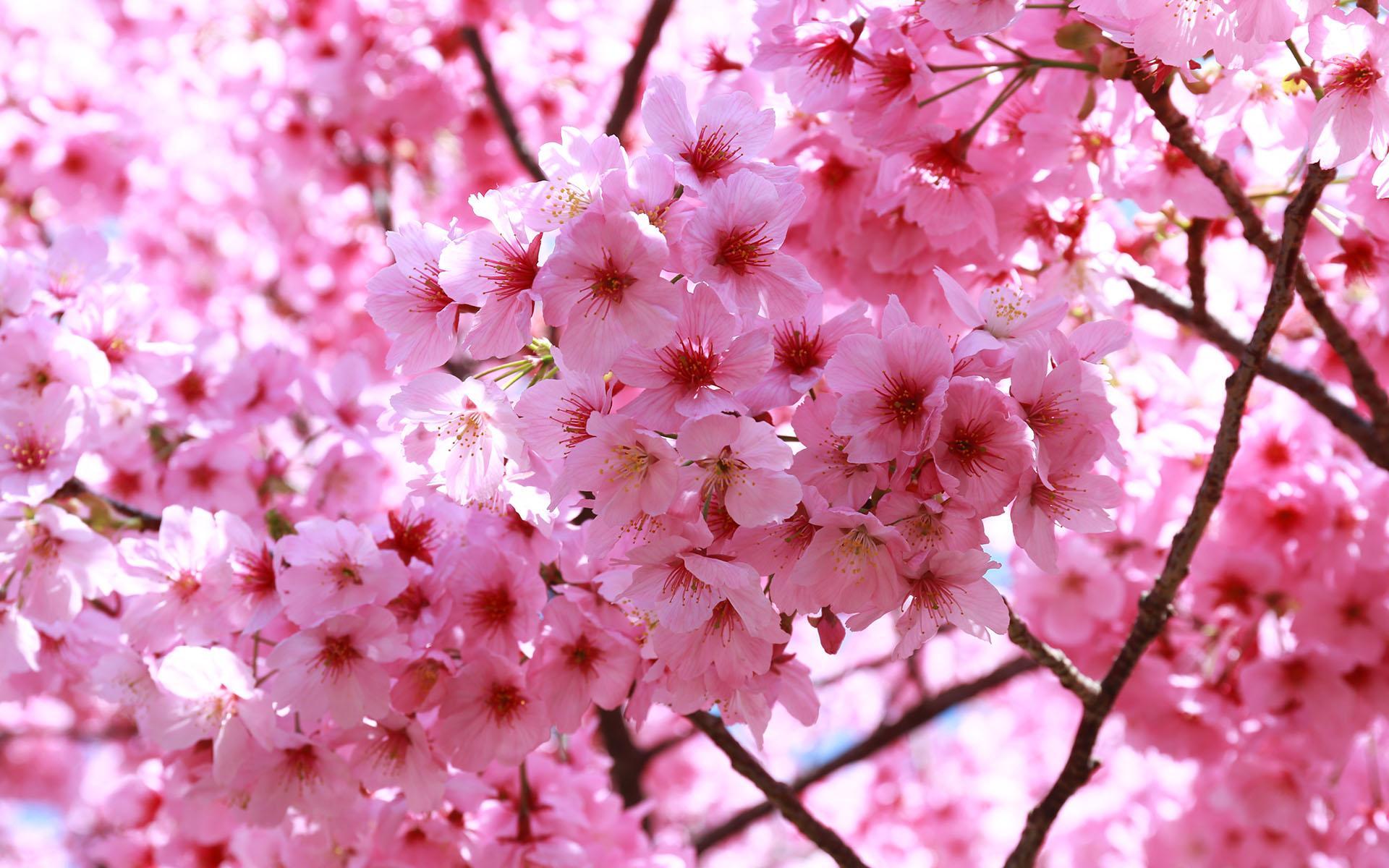 Sakura Live Wallpaper For Android APK Download