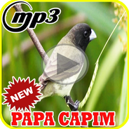 Canto De Papa Capim Tui Tui Puro100% Offline APK per Android Download