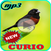 Canto de Curio Offline Mp3