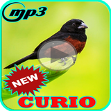 Canto de Curio Offline Mp3 icon