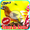 Canto de Femea Azulao Offline Mp3