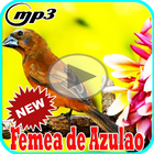 Canto de Femea Azulao Offline Mp3 ícone