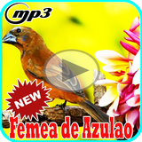 Canto de Femea Azulao Offline Mp3 ícone