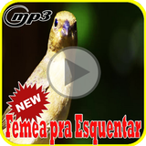 Canto de Femea Pra Esquentar Mp3 biểu tượng