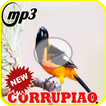 Canto do Corrupiao Mateiro Mp3