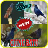 Kicau Burung Ciung Batu Offline Mp3 biểu tượng
