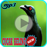 Kicau Burung Cucak Keling Joss Mp3 icon