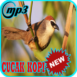 Kicau Burung Cucak Kopi Gacor biểu tượng