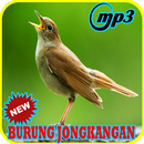 Kicau Burung Jongkangan Joss Mp3 aplikacja