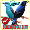 Kicau Burung Cucak Biru Gacor Mp3