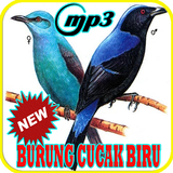 Kicau Burung Cucak Biru Gacor Mp3 biểu tượng