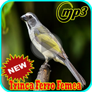 Marcheado de Trinca Ferro Femea Mp3 APK