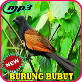 Suara Burung Bubut Gacor Mp3 biểu tượng