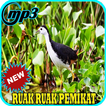 Suara Burung Ruak Ruak Mp3